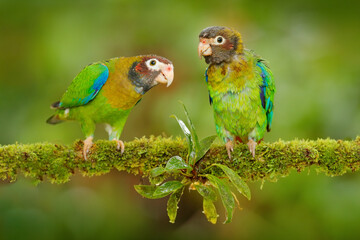 Sticker - Costa Rica wildlife, two parrots. Brown-hooded Parrot, Pionopsitta haematotis, portrait of light green parrot with brown head.