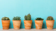 Succulent And Cactus Plants In Clay Flower Pots On A Shelf Banner With Sky Blue Background