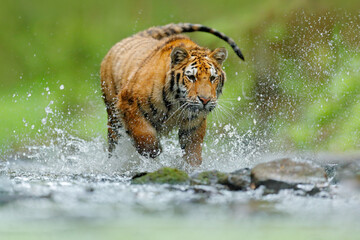 Wall Mural - Amur tiger playing in the water, Siberia. Dangerous animal, tajga, Russia. Animal in green forest stream. Siberian tiger splashing water.