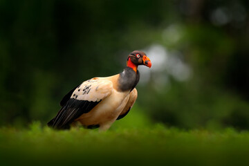 Wall Mural - King vulture, Costa Rica, large bird found in South America. Wildlife scene from tropic nature. Condor with red head.