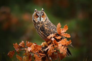 owl in orange forest, yellow leaves. long-eared owl with orange oak leaves during autumn. wildlife s