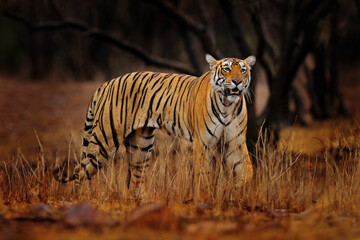 Wall Mural - indian tiger, wild animal in the nature habitat, ranthambore np, india. big cat, endangered animal. 