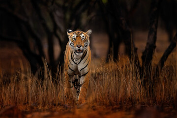 Wall Mural - indian tiger, wild animal in the nature habitat, ranthambore np, india. big cat, endangered animal. 