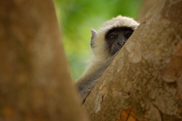 Wall Mural - monkey from india. common langur, semnopithecus entellus, monkey sitting in the tree, nature habitat
