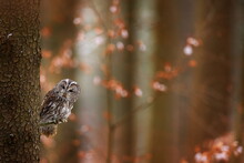 Tawny Owl Hidden In The Fall Wood, Sitting On Tree Trunk In The Dark Forest Habitat. Beautiful Animal In Nature. Bird In The Germany Forest. Autumn Wildlife In The Forrest. Orange Leaves With Bird.