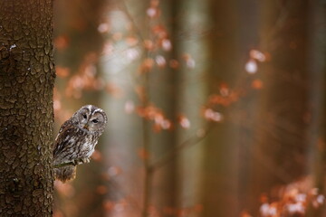 tawny owl hidden in the fall wood, sitting on tree trunk in the dark forest habitat. beautiful anima