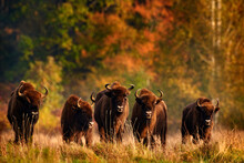 Bison Herd In The Autumn Forest, Sunny Scene With Big Brown Animal In The Nature Habitat, Yellow Leaves On The Trees, Bialowieza NP, Poland. Wildlife Scene From Nature. Big Brown European Bison.