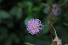 Thotta Sinungi
Sensitive Plant Is A Low-growing Plant, Much-branched, Prickly, Perennial Shrub About 15-100 Cm Tall. 