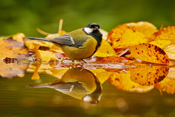 Wall Mural - Autumn wildlife. Great Tit, Parus major, black and yellow songbird sitting on the orange yellow autumn tree leaves with beautiful morning light. Autumn nature.