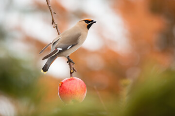 Wall Mural - Bohemian waxwing, bombycilla garrulus, sitting on apple tree from soffit. Songbird resting on branch in fall garden. Little brown feathered animal looking on bough in winter.