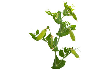 Canvas Print - green peas with leaves