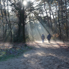 two women walk in autumn forest near doorn on utrechtse heuvelrug in the netherlands