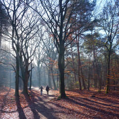 two women walk in autumn forest near doorn on utrechtse heuvelrug in the netherlands