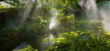 Panoramic View Of Tropical Jungle With River And Sun Beam And Foggy In The Garden