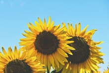 Full Frame Shot Of Sunflowers Against Sky