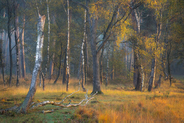 Wall Mural - Beautiful warm golden light in the forests on the Kampina in autumn.
The Kampina is a large nature reserve near Boxtel in North Brabant.
In all siezoen it is beautiful walking and photographing here.