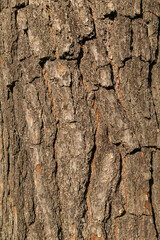 Wall Mural - pinus hartwegii brown tree bark macro close up texture background commonly known as hartweg's pine, 