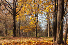 Autumn Landscape. A Corner Of The Park With Tall Trees In Yellow Leaves And A Carpet Of Fallen Leaves On The Ground.