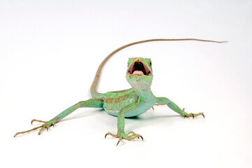 Wall Mural - Eastern Casquehead Iguana // Kronenbasilisk (Laemanctus longipes)