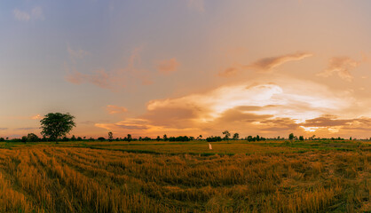 Wall Mural - Rice farm. Stubble in field after harvest. Dried rice straw in farm. Landscape of rice farm with golden sunset sky. Beauty in nature. Rural scene of rice farm in Thailand. Agriculture land.