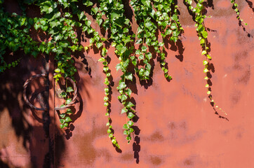 Wall Mural - Long green ivy branches weaving on red metal garage door, with sunlight and shadows, beautiful background picture