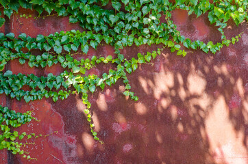 Wall Mural - Long green ivy branches weaving on a red metal garage door, with sunlight and shadows, beautiful background picture