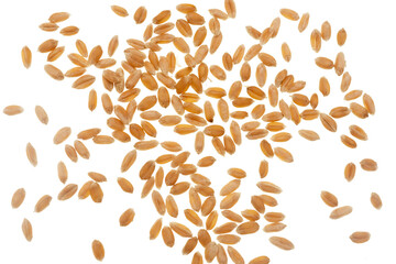 Wall Mural - Wheat grain