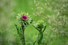 Colorful Thistle Head