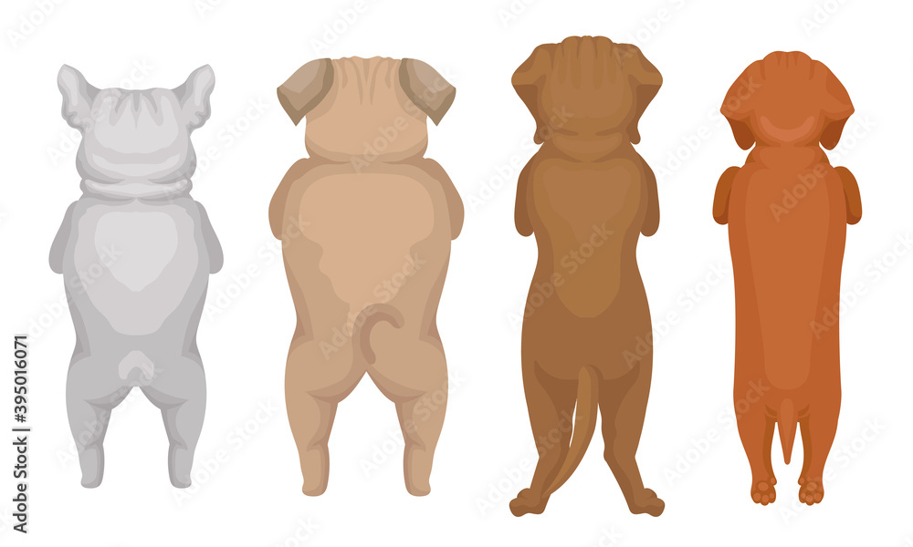 Dogs of Different Breeds Standing on Hind Legs Vector Set - obrazy, fototapety, plakaty 