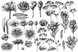 Vector set of hand drawn black and white viburnum, hypericum, tulip, aster, leucadendron, amaryllis