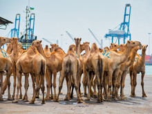 DJIBOUTI,DJIBOUTI/FEBRUARY 3,2013:Camels  Before Loading At The Port Of Djibouti