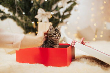 Woman hand strokes a little kitten while he sitting in the red gift box under Christmas tree.