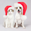 © Tatyana Gladskih - Dog and cat in christmas hat
