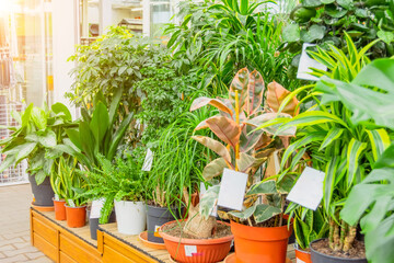 Ficus, dracaena, schefflera sansevieria and other indoor plants in a greenhouse flower shop.