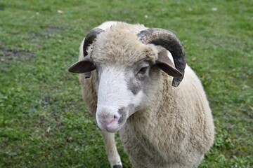 Aries ram with antler grazing the grass on meadow head detail