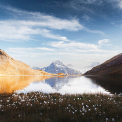 Wall Mural - picturesque view on bachalpsee lake in swiss alps mountains. white flowers blooming on a foreground.