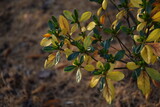 Jesienne liście azalia japońska w ogrodzie autumn azalea yellow leaves for background