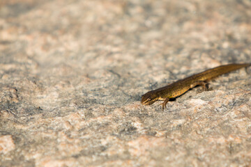 A small brown lizard on a rock