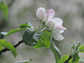 blooming apple tree