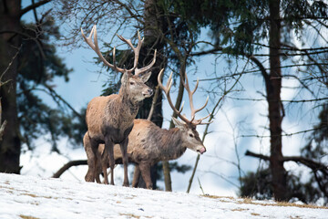 Wall Mural - Majestic red deer, cervus elaphus, standing on snow in winter nature. Two stags observing in front of forest in wintertime. Pair of antlered mammals looking in snowy meadow.