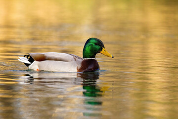 mallard, anas platyrhynchos, male floating on water in winter nature. colorful drake with brown body