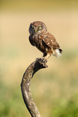 Wall Mural - The little owl (Athene noctua) sitting on the branch. Little owl sitting on a branch from a yellow-yellow background of the Hungarian puzsta.