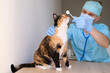 © kittyfly - male doctor, veterinarian in mask, with a stethoscope in veterinary clinic conducts examination and medical examination of dark domestic cat, concept of medical veterinary care, pet health