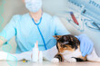 © kittyfly - male doctor, veterinarian in mask, with a stethoscope in veterinary clinic conducts examination and medical examination of dark domestic cat, concept of medical veterinary care, pet health