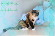 © kittyfly - male doctor, veterinarian in mask, with a stethoscope in veterinary clinic conducts examination and medical examination of dark domestic cat, concept of medical veterinary care, pet health