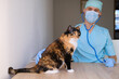 © kittyfly - male doctor, veterinarian in mask, with a stethoscope in veterinary clinic conducts examination and medical examination of dark domestic cat, concept of medical veterinary care, pet health