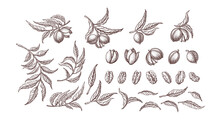 Pecan Nut Set Vector Plant Hand Drawn Illustration