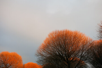 willows crowns illuminated by the autumn dawn sun