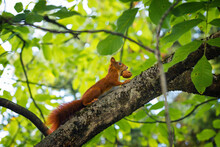 Low Angle View Of Eurasian Red Squirrel On Tree