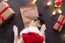 Golden Retriever Writes A Letter To Santa Claus Near The Tree. Christmas Dog